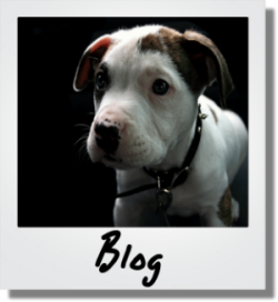 Blog